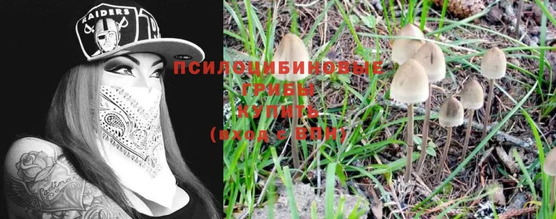 где продают наркотики  Алагир  Псилоцибиновые грибы Psilocybine cubensis 